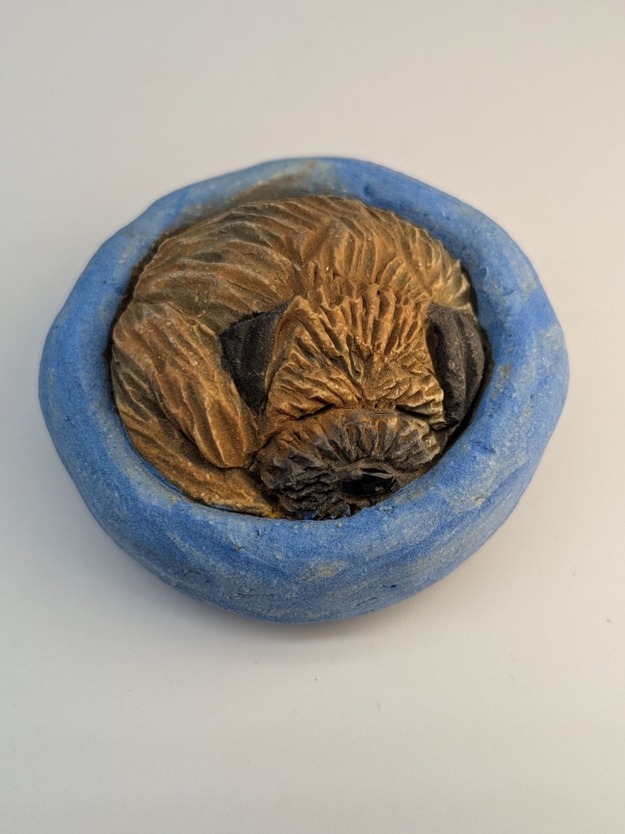 Border Terrier Yorkshire Pudding - 9
