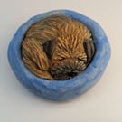 Border Terrier Yorkshire Pudding - 9