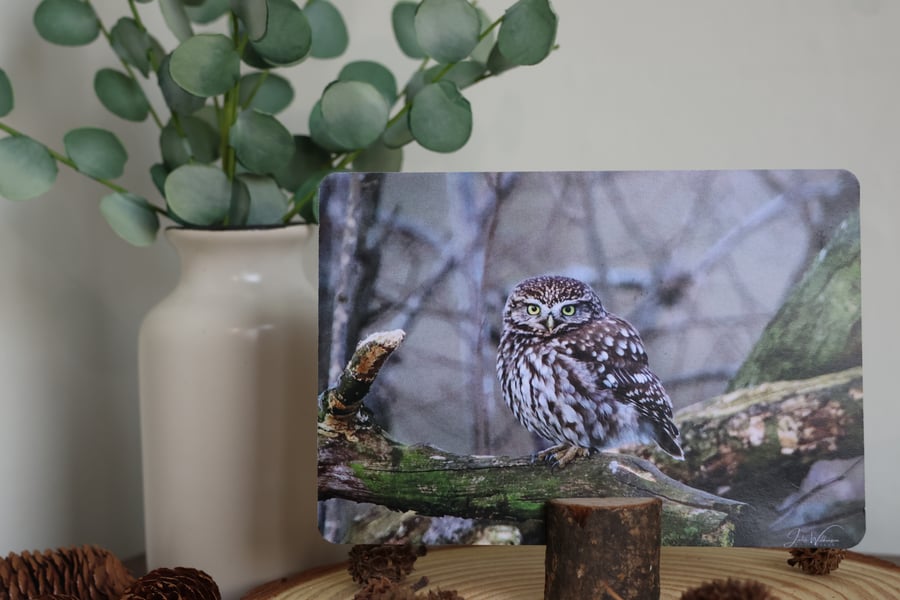 Little Owl - Bird Postcard
