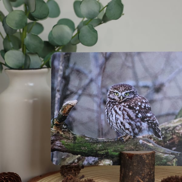 Little Owl - Bird Postcard