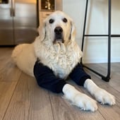 Dog Coats Direct