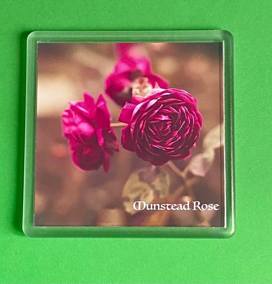 Munstead Wood Rose - Coaster - Drinks Mat