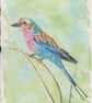 Lilac-Breasted Roller 1 Original Watercolour Painting - Image 2