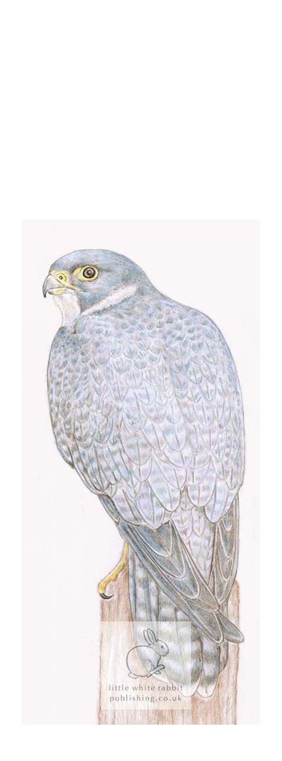 Peregrine Falcon - Blank Card