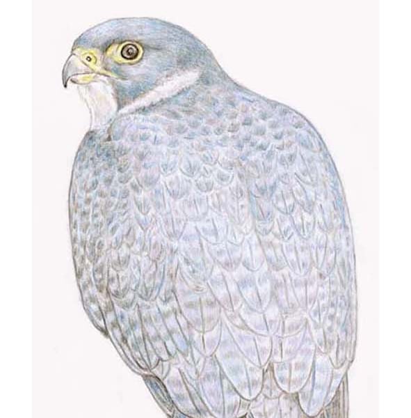 Peregrine Falcon - Blank Card