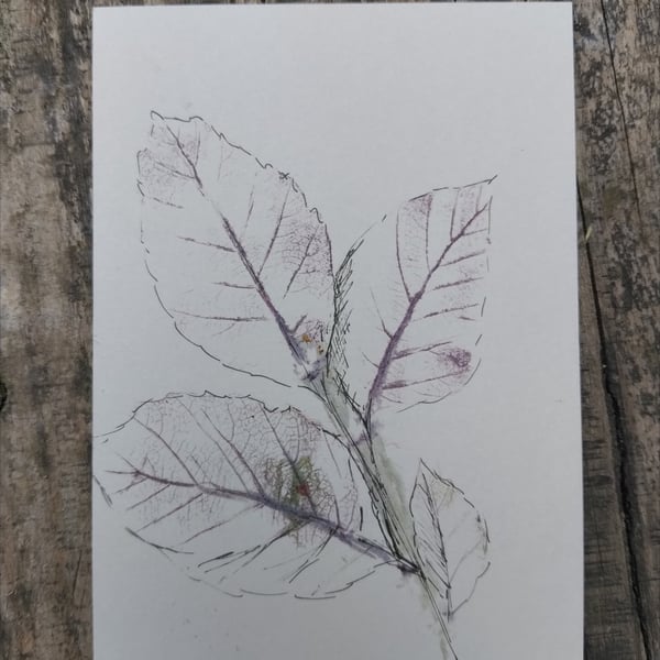 Hammered leaf picture red beech