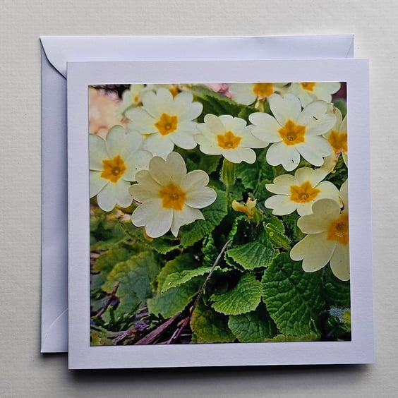 Primroses Large Square Photographic Card Size 6" x 6" (15cm x 15cm) Blank