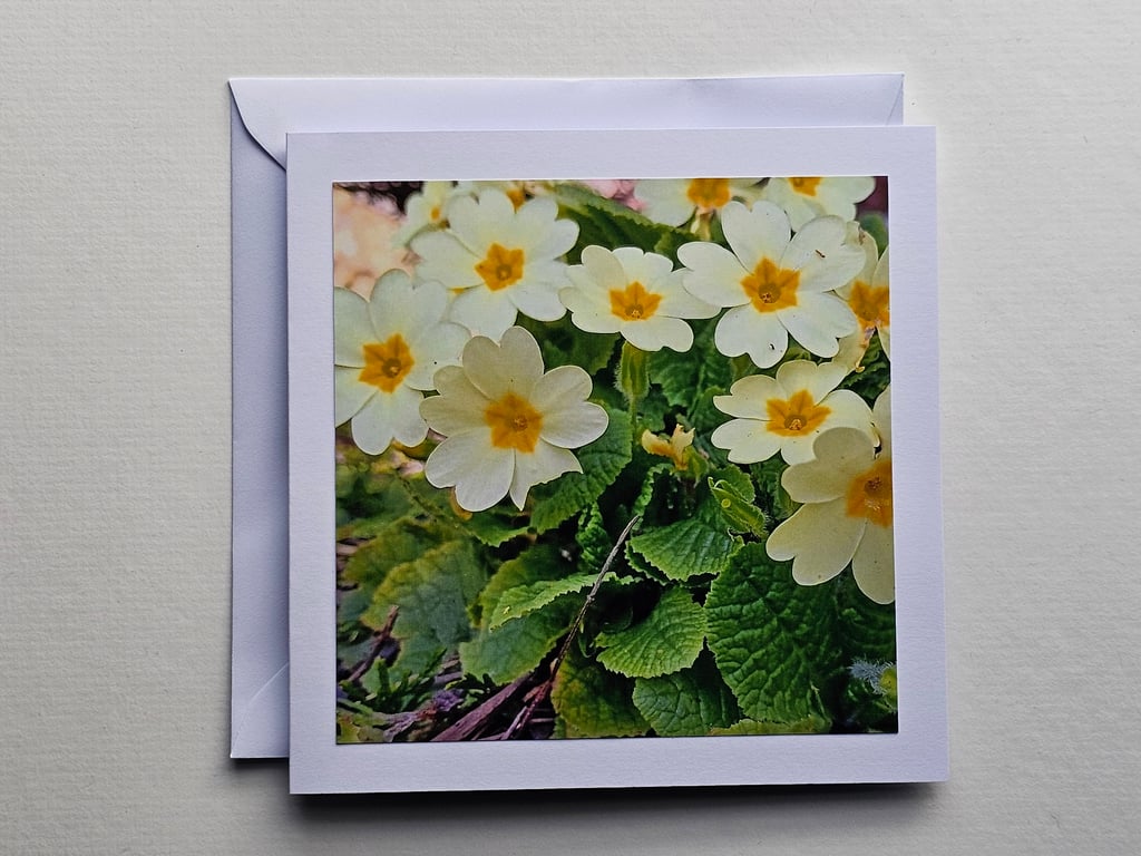 Primroses Large Square Photographic Card Size 6" x 6" (15cm x 15cm) Blank