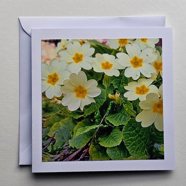 Primroses Large Square Photographic Card Size 6" x 6" (15cm x 15cm)