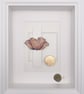 Coquelicot – Herbier Collection - Image 8
