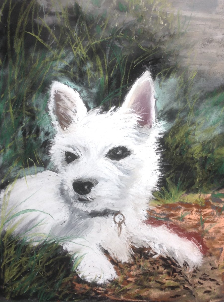 Original Pastel, Painting, West Highland Terrier, 