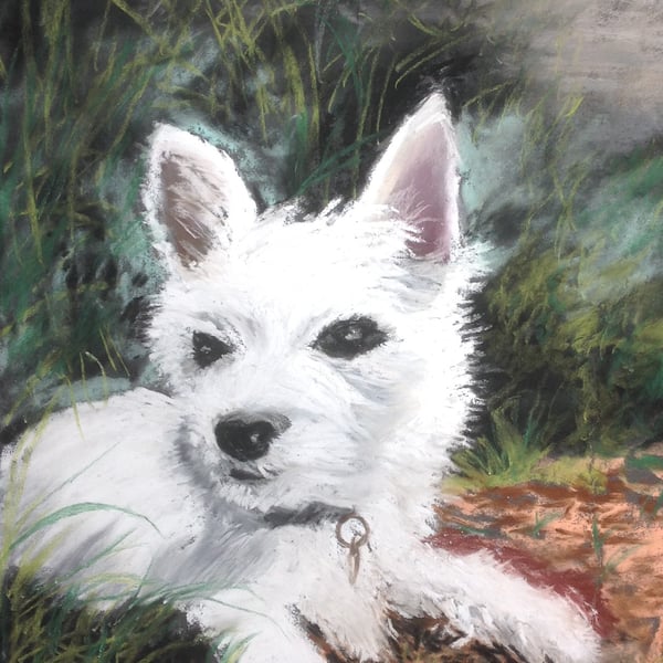 Original Pastel, Painting, West Highland Terrier, 