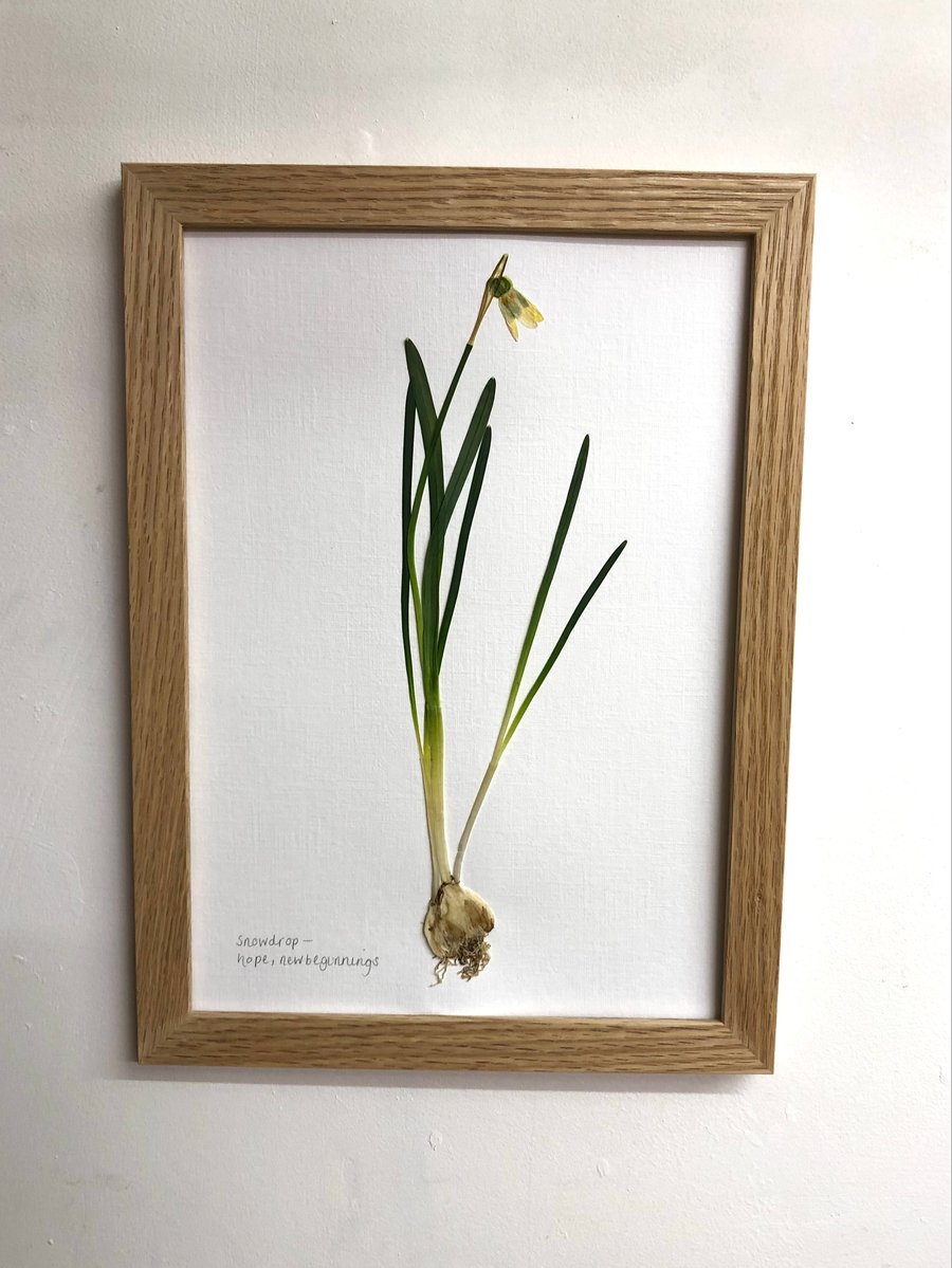 Pressed Snowdrop flower, framed in oak- A4