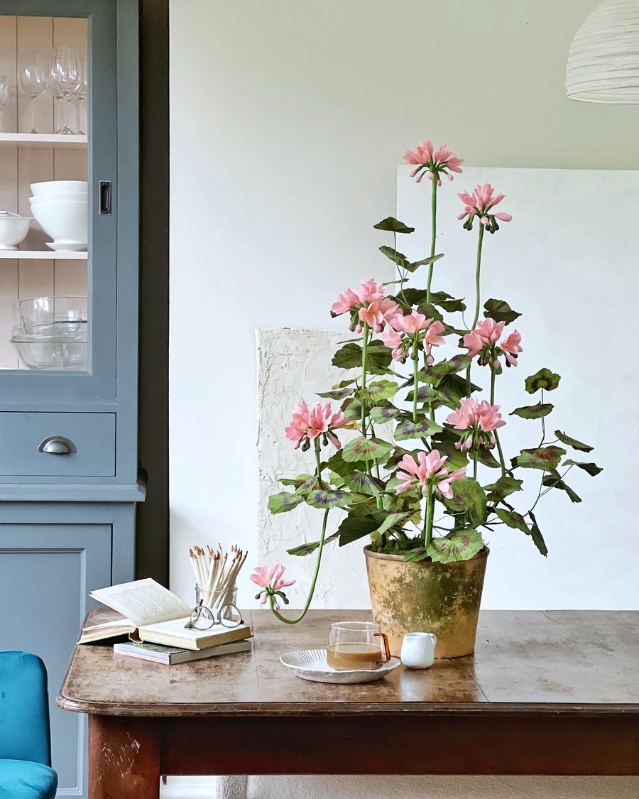 XXL Pink Paper Geranium Plant