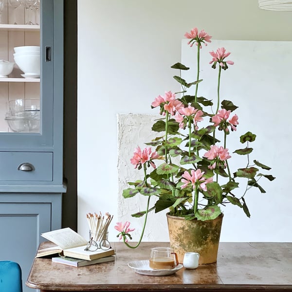 XXL Pink Paper Geranium Plant