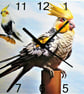 cockatiel wall clock parrot clock - Image 4
