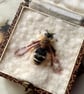 58b - Andrena congruens or Female Long-fringed Mining Bee - FIFTY BEES - Image 10