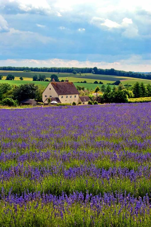 Lavender Field Purple Flowers Cotswolds Photograph Print