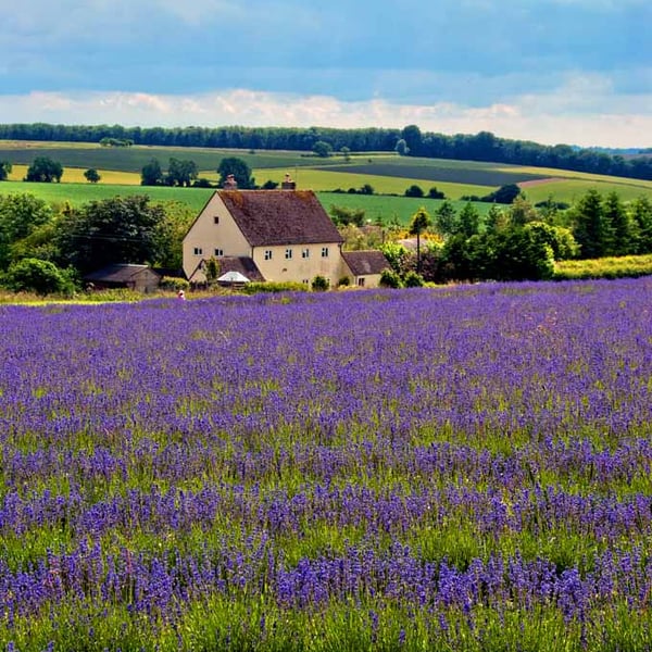 Lavender Field Purple Flowers Cotswolds Photograph Print