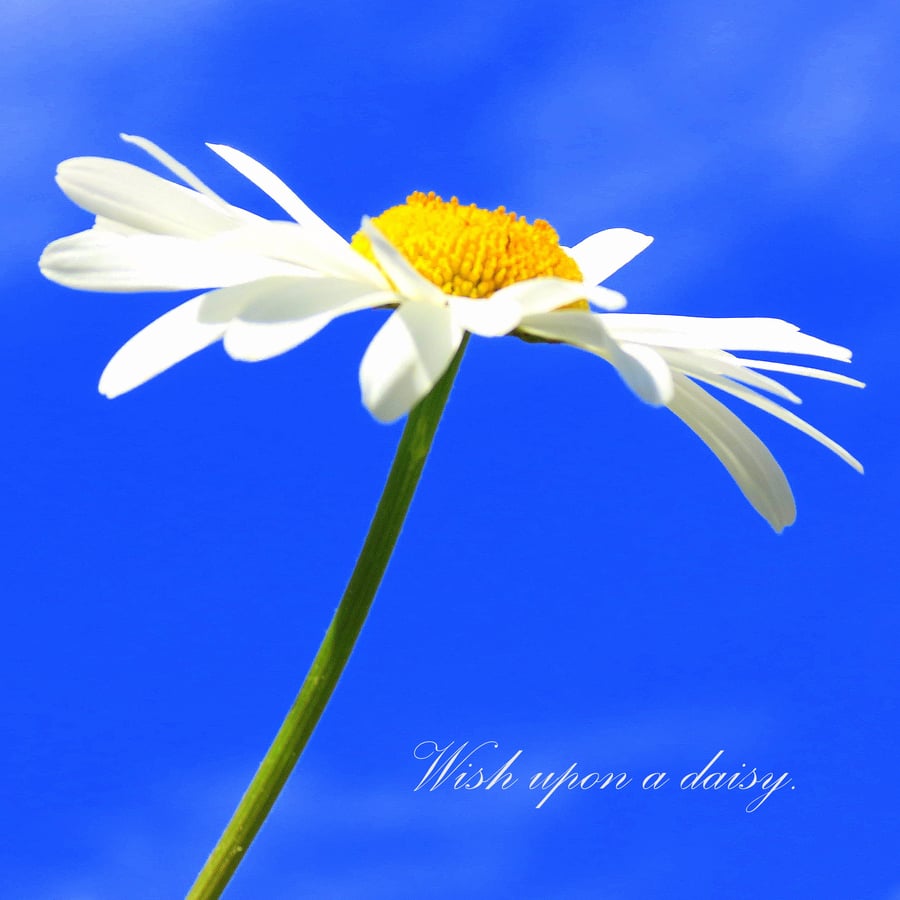 Wiish upon a daisy.  A photographic card left blank for your own message.