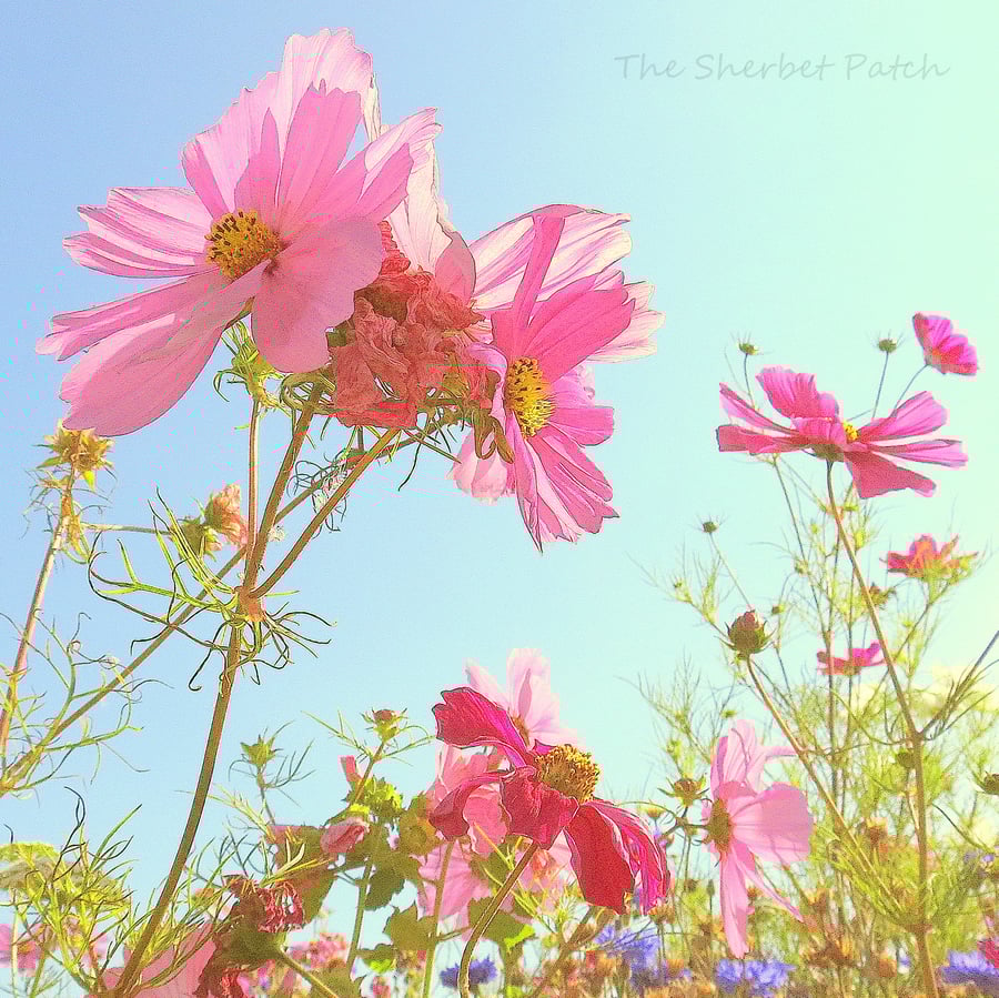 Summer meadow, a bee's eye view.  A card featuring an original photograph. 