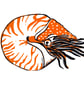 Nautilus Original Handmade Lino Print Mounted - Image 3