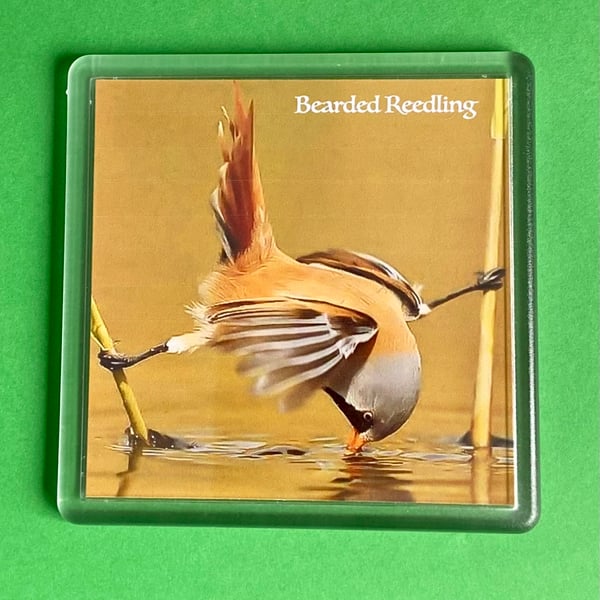 Bearded Reedling Looking for Food - Coaster - Drinks Mat