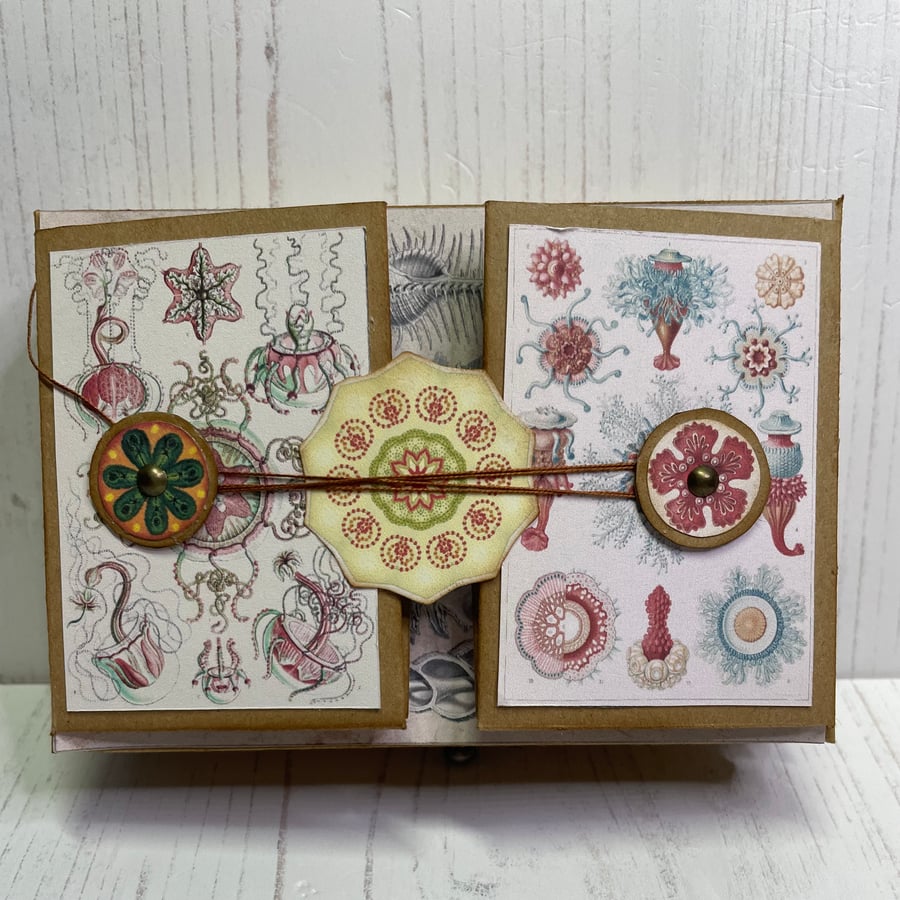 Curiosities - Natural World Drawer Flip Folder by Carolee Crafts PB2 - 0019