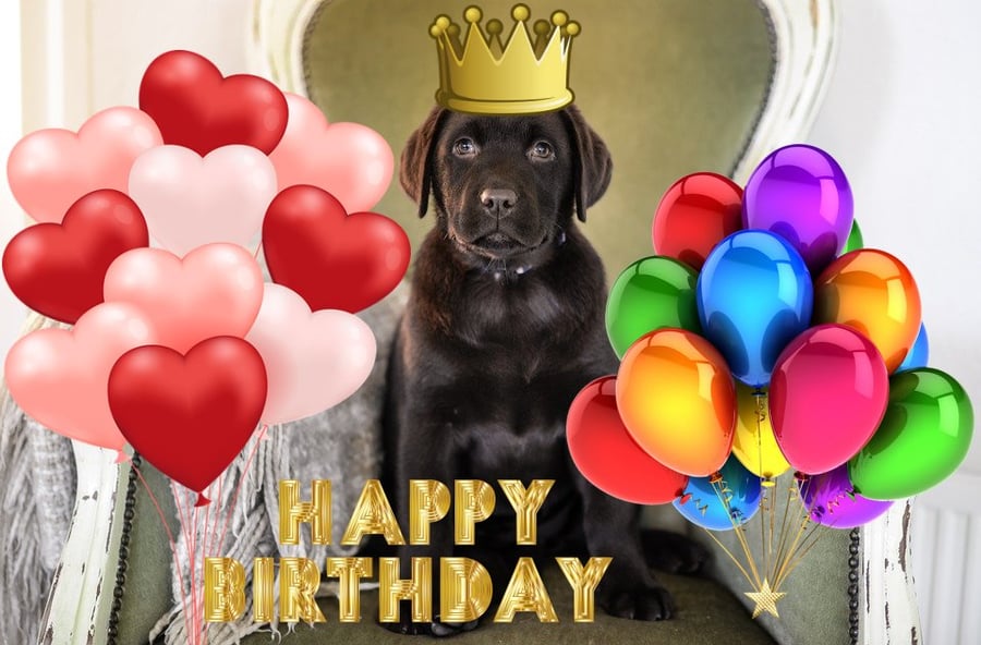 Brown Labrador Birthday Card A5 Size 
