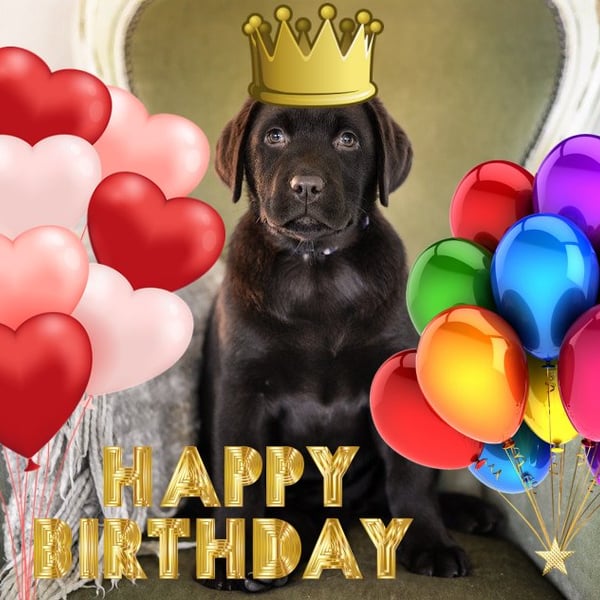 Brown Labrador Birthday Card A5 Size 