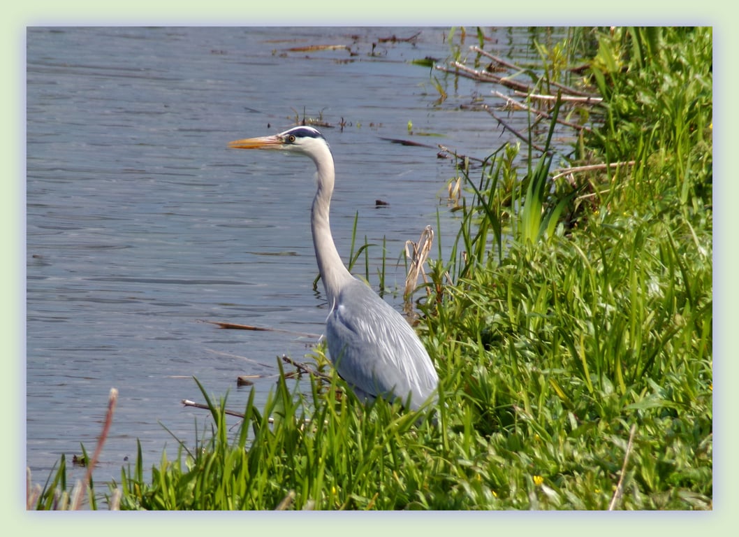 A5 Greeting Card Heron Fishing 