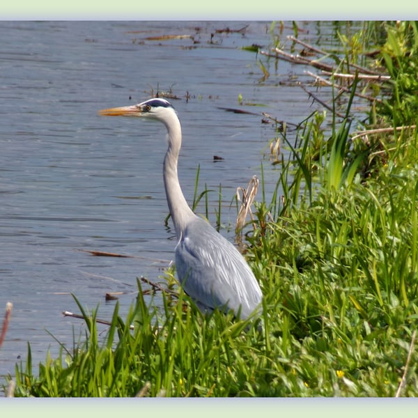 A5 Greeting Card Heron Fishing 