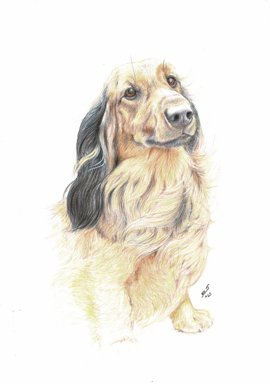 Custom Dog Portraits in colour - drawn to order