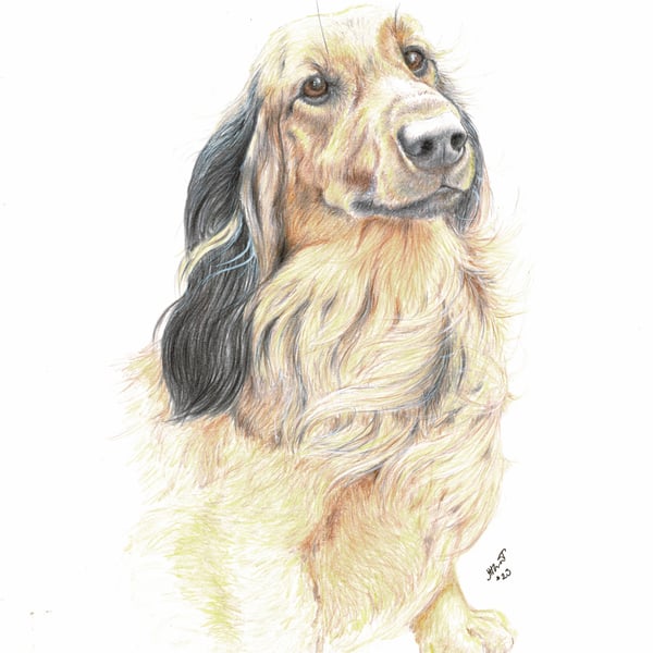 Custom Dog Portraits in colour - drawn to order