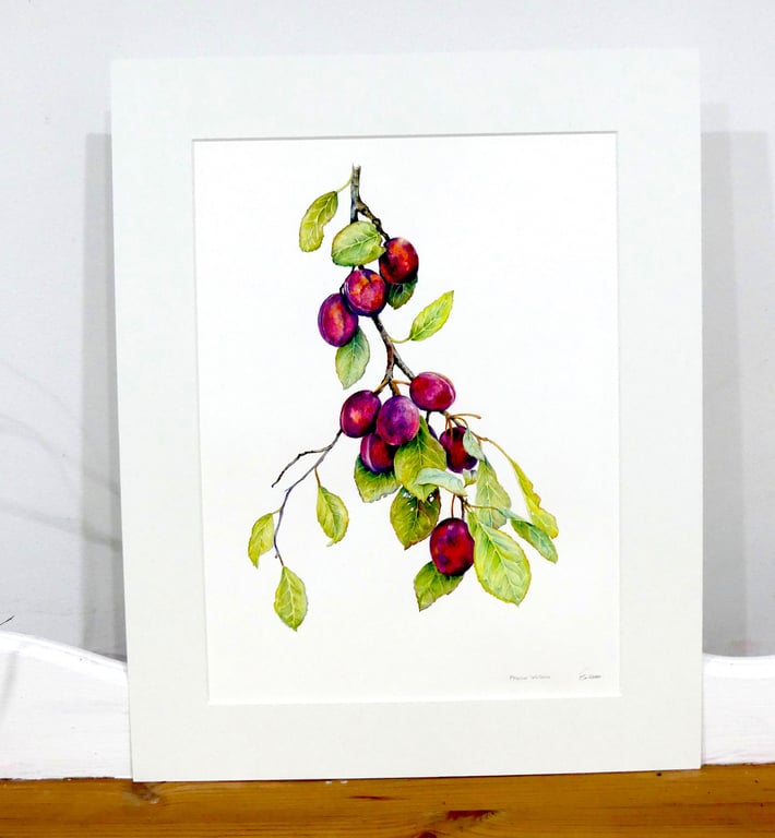 Plum Botanical Fruit Original Watercolour Painting