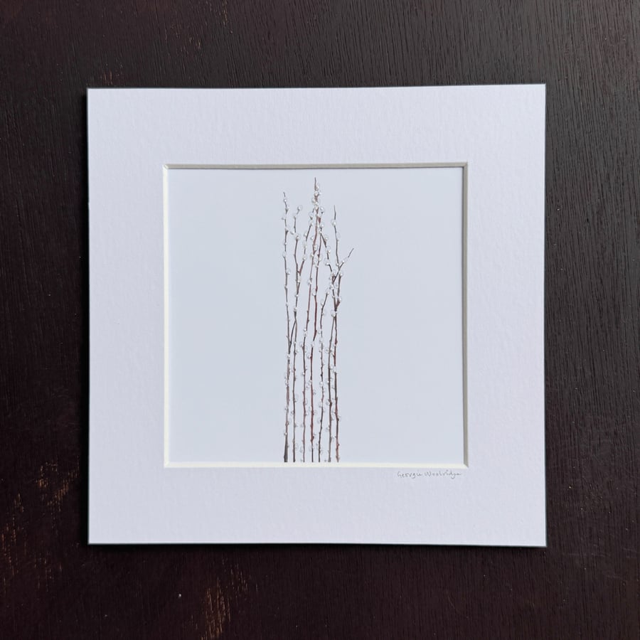 'Pussy Willow' 8" x 8" Mounted Print