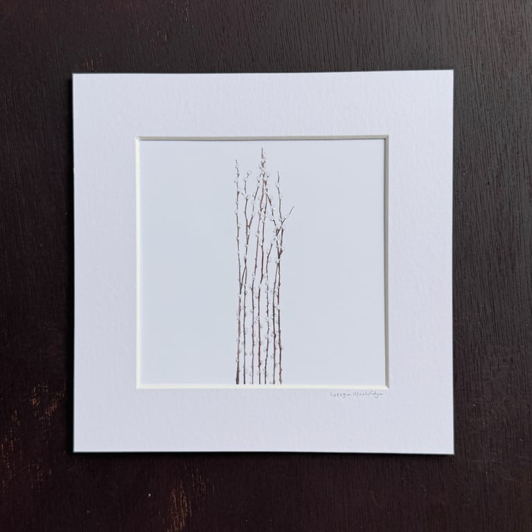 'Pussy Willow' 8" x 8" Mounted Print