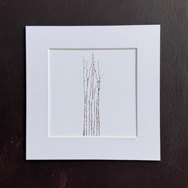 'Pussy Willow' 8" x 8" Mounted Print
