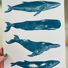 Teal whales linoprint ‘Les Baloines’