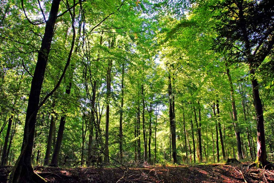 Blackwood Forest Winchester Hampshire Photograph Print
