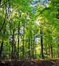 Blackwood Forest Winchester Hampshire Photograph Print - Image 1