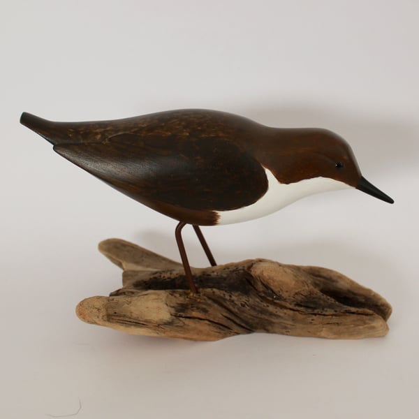 Dipper on driftwood