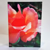Rose bud - greeting card