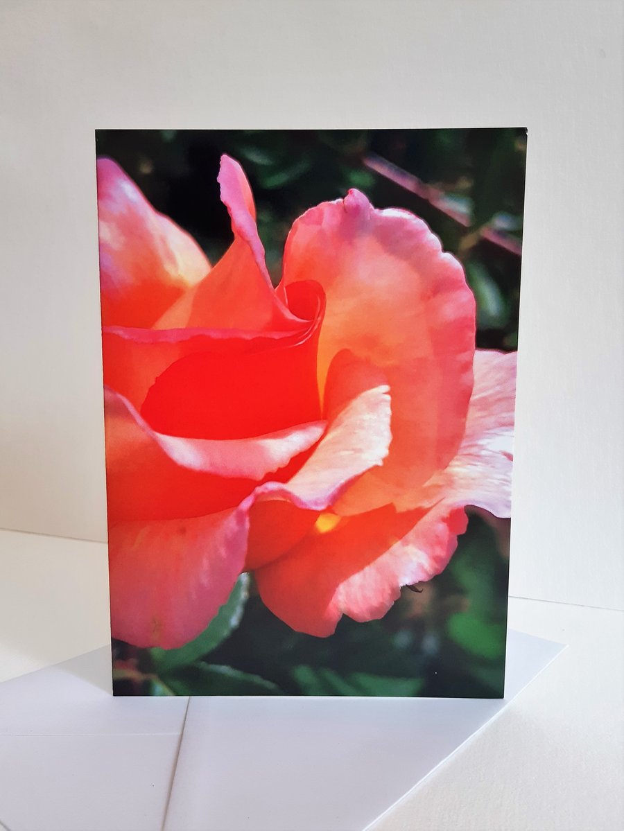 Rose bud - greeting card