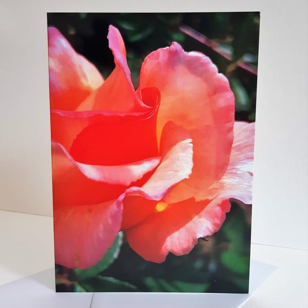 Rose bud - greeting card