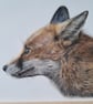 BEAUTIFUL Fox Drawing Fine Art Print Wildlife 