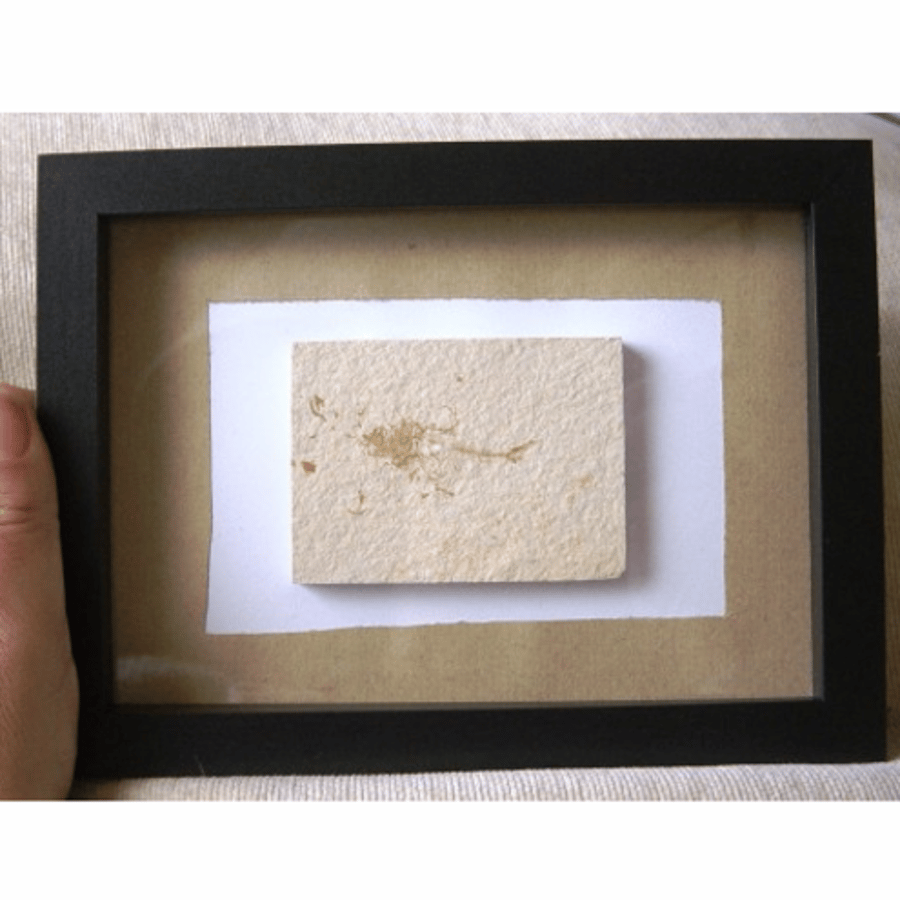 Actual Fossil Fish Picture in Glass Fronted Picture Frame