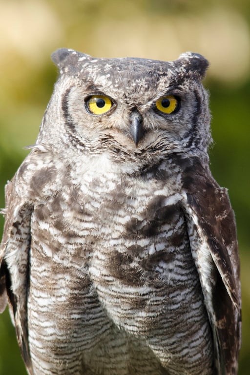 Eurasian Eagle Owl print