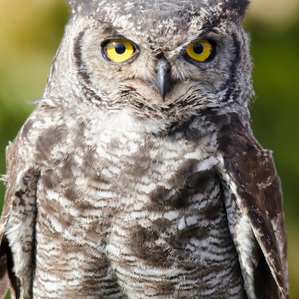 Eurasian Eagle Owl print