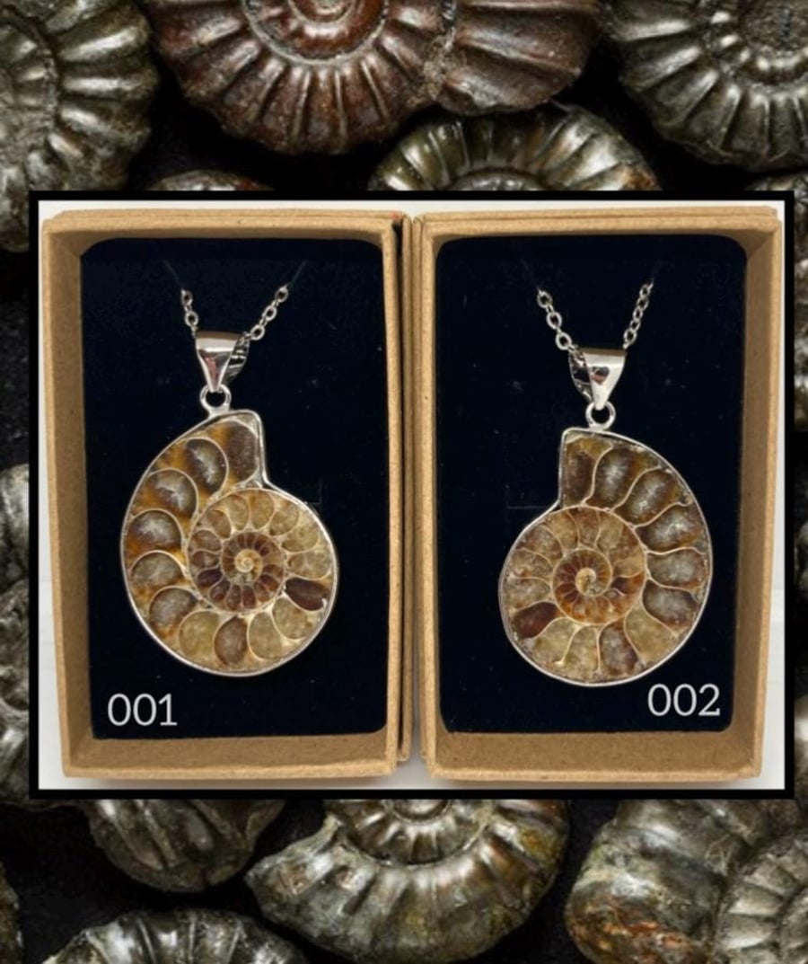 Fossil ammonite pendant necklace
